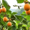 Sweet Granadilla Live Plant 4in Pot - Edible Passion Fruit Vine - Image 1