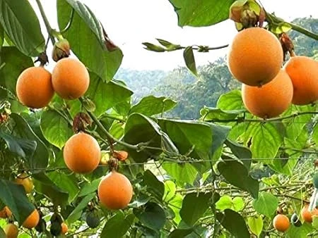Sweet Granadilla Live Plant 4in Pot - Edible Passion Fruit Vine - Image 1