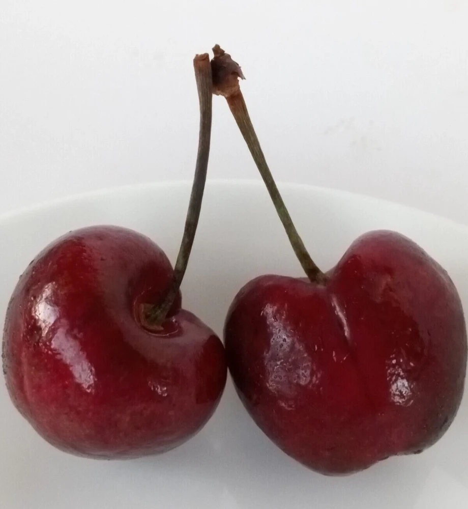 Sweet Organic Red Cherry Fruit Tree Seeds - 15 Seeds - Edible Perennial - Image 1