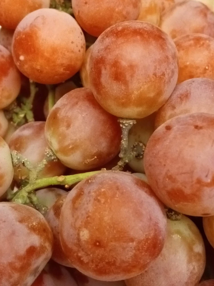 Sweet Organic Red Grape Seeds - 15 Seeds - Edible Fruit Vine - Image 2