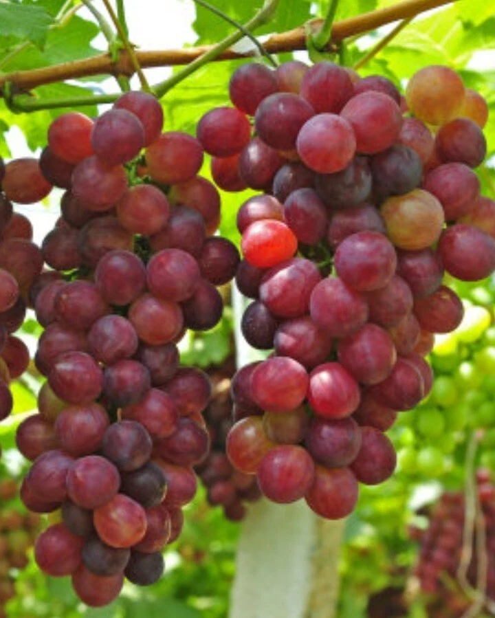 Sweet Organic Red Grape Seeds - 15 Seeds - Edible Fruit Vine - Image 1