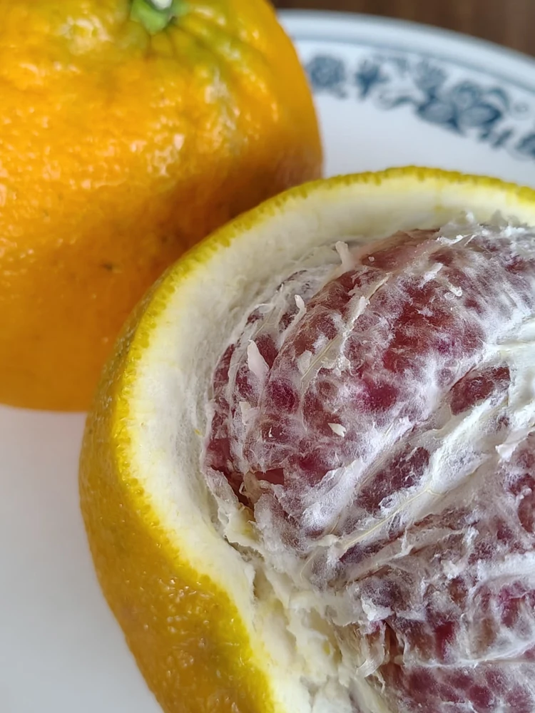 Sweet Organic Valentine Pummelo Citrus Seeds - 5 Seeds - Hybrid Variety - Image 2