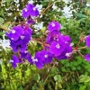 Tibouchina Live Plant 4in Pot - Vibrant Purple Flowers, Outdoor - Image 1