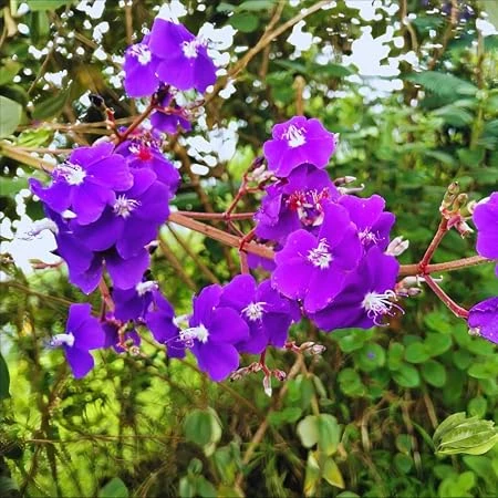 Tibouchina Live Plant 4in Pot - Vibrant Purple Flowers, Outdoor - Image 1