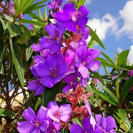 Tibouchina Live Plant 4in Pot - Vibrant Purple Flowers, Outdoor - Image 2