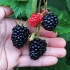Triple Crown Blackberry Live Plant 3-8" Tall - Thornless Rubus fruticosus for Garden - Image 1