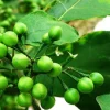 Turkey Berry 4in pot - Image 1