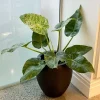 Variegated Alocasia Blizzard Live Plant – 4-8" Tall Rare Tropical Aroid – Indoor - Image 1