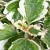 Variegated Swedish Ivy Live Plant - Plectranthus Coleoides - Rooted Starter - Image 1