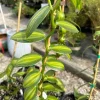 Variegated Vanilla Orchid Live Plant - Vanilla planifolia - 3-5" Tall Climber - Image 1