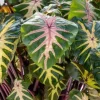 Waikiki Colocasia Live Plant - 4-6 inch Tall Colorful Elephant Ear for Tropical Gardens & Containers - Image 1