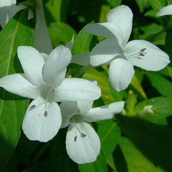 White Barleria Live Plant – 4 inch Pot – Bushy Shrub - Image 2