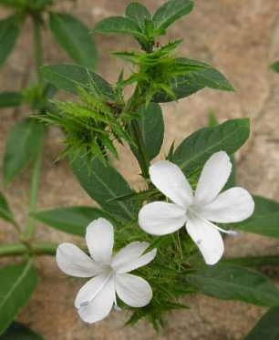 White Barleria Live Plant – 4 inch Pot – Bushy Shrub - Image 1