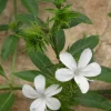 White Barleria Live Plant – half gallon – Outdoor Shrub - Image 1