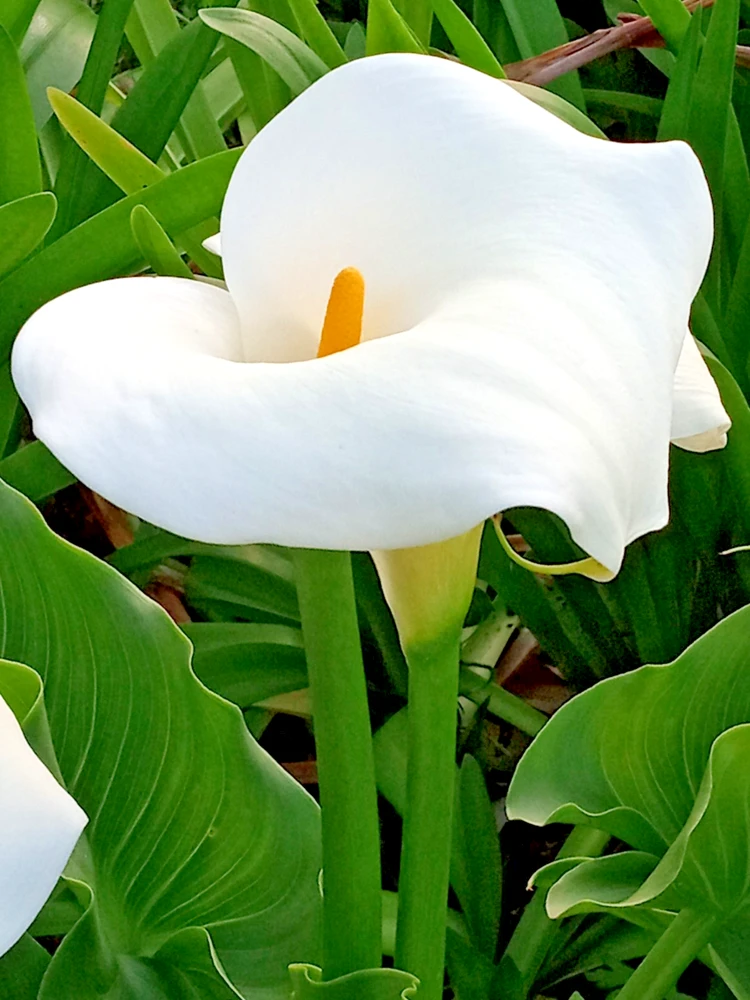 White Calla Lily Live Plant - Rooted Starter Perennial - Indoor & Outdoor - Image 2