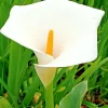 White Calla Lily Live Plant - Rooted Starter Perennial - Indoor & Outdoor - Image 1
