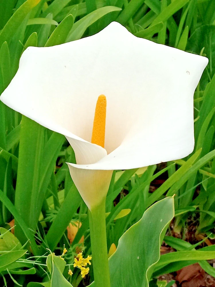 White Calla Lily Live Plant - Rooted Starter Perennial - Indoor & Outdoor - Image 1