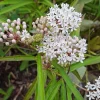 White Milkweed Live Plant - Asclepias Perennis - 4-8" Tall - Native Pollinator, Outdoor - Image 1