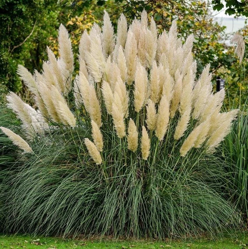 White Pampas Grass Live Plant - Cortaderia selloana - 3-5" Tall Ornamental Grass for Landscaping - Image 2