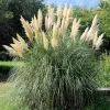 White Pampas Grass Live Plant - Cortaderia selloana - 3-5" Tall Ornamental Grass for Landscaping - Image 1