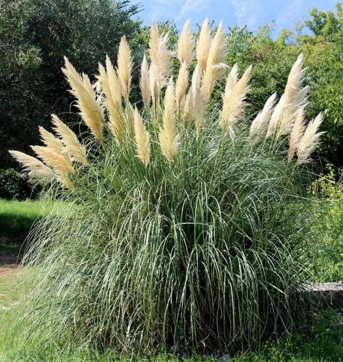 White Pampas Grass Live Plant - Cortaderia selloana - 3-5" Tall Ornamental Grass for Landscaping - Image 1