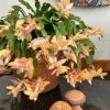 Yellow Christmas Cactus Live Plant - 3" Pot - Schlumbergera truncata - Holiday Cactus - Image 1