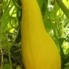 Yellow Crookneck Summer Squash Seeds - 50 Organic Heirloom Seeds - Easy Grow Outdoor - Image 1