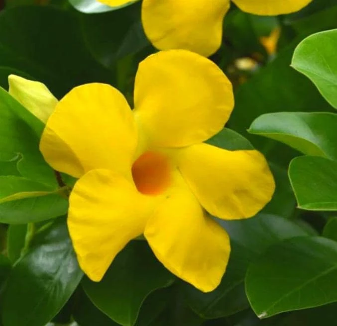 Yellow Mandevilla Live Plant - 3-6" Tall Tropical Flowering Vine for Trellis & Patio - Image 5