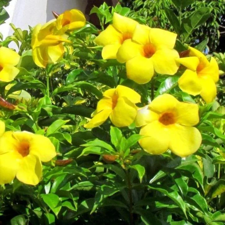 Yellow Mandevilla Live Plant - 3-6" Tall Tropical Flowering Vine for Trellis & Patio - Image 6