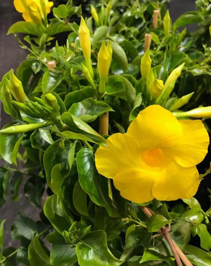 Yellow Mandevilla Live Plant - 3-6" Tall Tropical Flowering Vine for Trellis & Patio - Image 7