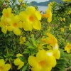 Yellow Mandevilla Live Plant - 3-6" Tall Tropical Flowering Vine for Trellis & Patio - Image 1