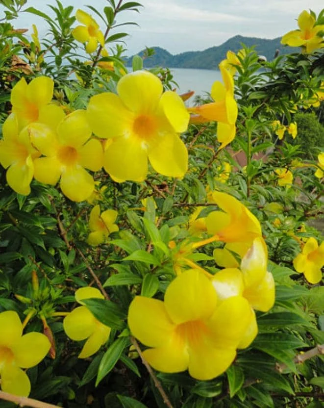 Yellow Mandevilla Live Plant - 3-6" Tall Tropical Flowering Vine for Trellis & Patio - Image 1