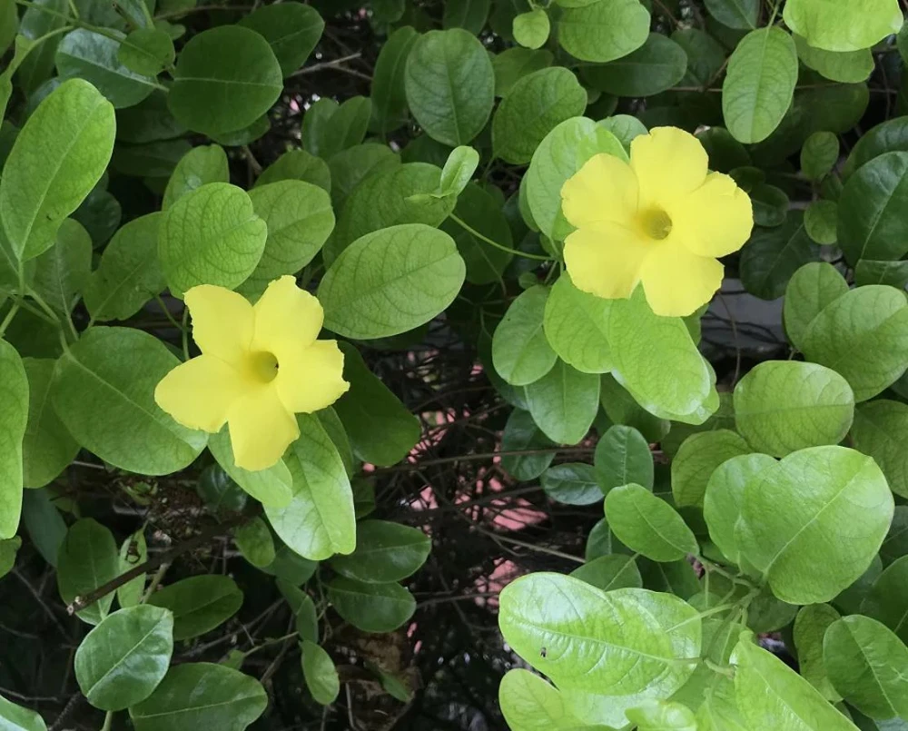 Yellow Mandevilla Live Plant – Tropical Vine Flower – 3-5” Tall – 4" Pot – Outdoor - Image 2