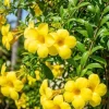 Yellow Mandevilla Live Plant – Tropical Vine Flower – 3-5” Tall – 4" Pot – Outdoor - Image 1