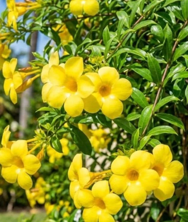 Yellow Mandevilla Live Plant – Tropical Vine Flower – 3-5” Tall – 4" Pot – Outdoor - Image 1