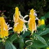 Yellow Shrimp Plant Live Plant - 4-6" Tall Pachystachys Lutea - Tropical Flower for Garden & Patio - Image 1