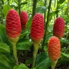 10 Awapuhi Shampoo Ginger Rhizomes - Zingiber Zerumbet Pinecone Ginger Roots - Image 1