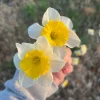 100 Ice Follies Daffodil Bulbs - Classic White & Yellow Spring Flowers - Image 1