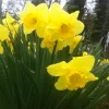 100 Wild Daffodil Bulbs - Lent Lily & Buttercup - Spring Flowering - Image 1