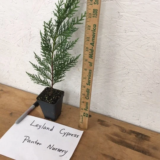 15 Leyland Cypress Trees Live Plants - 2.5 inch Pot - Fast Growing Evergreen - Image 2