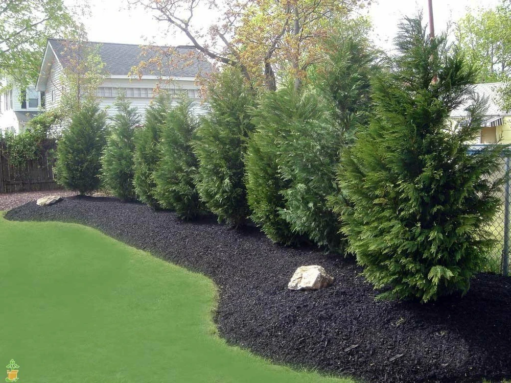 15 Leyland Cypress Trees Live Plants - 2.5 inch Pot - Fast Growing Evergreen - Image 3