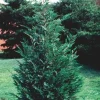 15 Leyland Cypress Trees Live Plants - 2.5 inch Pot - Fast Growing Evergreen - Image 1
