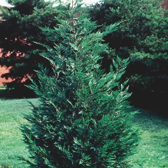 15 Leyland Cypress Trees Live Plants - 2.5 inch Pot - Fast Growing Evergreen - Image 1