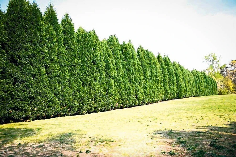 15 Leyland Cypress Trees Live Plants - 2.5 inch Pot - Fast Growing Evergreen - Image 4
