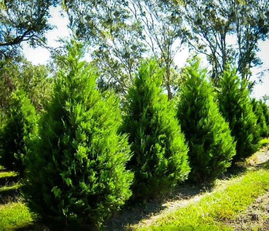 15 Leyland Cypress Trees Live Plants - 2.5 inch Pot - Fast Growing Evergreen - Image 5