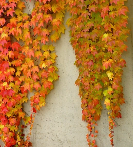 2 Boston Ivy Live Plants - Colorful Fall Foliage, Fast Growing Vine, 2.5x4 inch Pot - Image 1