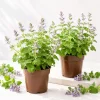 2 Catnip Live Plants – Perennial Herb for Gardens – 4-8 Inch Tall - Image 1