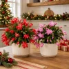2 Christmas & Thanksgiving Cactus Live Plants – 4-8 Inch Tropical Cacti - Image 1