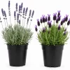 2 Mixed Lavender Plants Live, 4-8 Inch Tall, Flowering Herb, Outdoor - Image 1