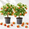 2 Orange Abutilon Live Plants – Trailing Lantern Flower Vine – 4-6 Inch Tall - Image 1
